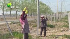 春来早】泗阳庄圩乡大楼社区：种植瓜蒌稼穑忙