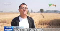 小麦田间“选秀”、蚕房变“流水线”……三夏